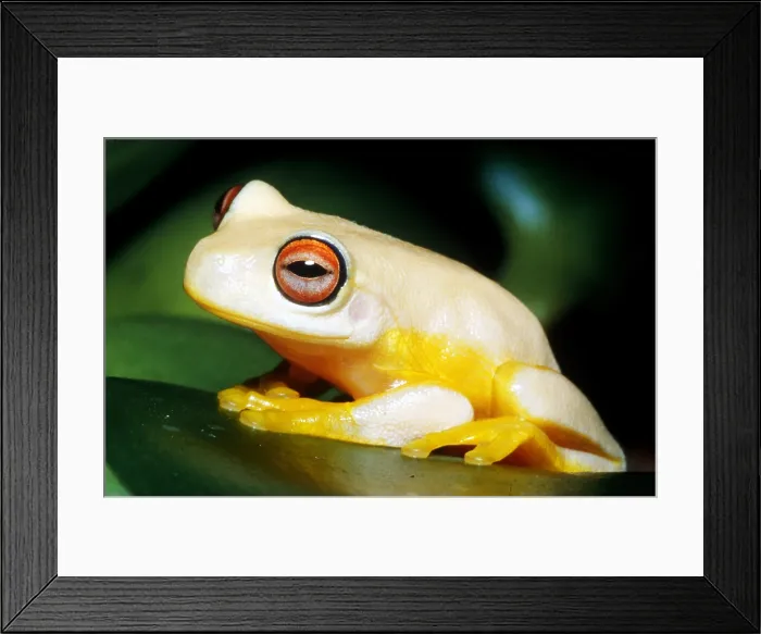 Framed Print : Australian Red-eyed Treefrog