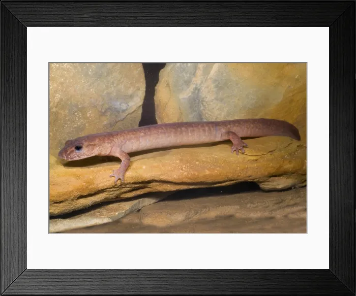 Framed Print : Spring Salamander Framed Print : Spring Salamander