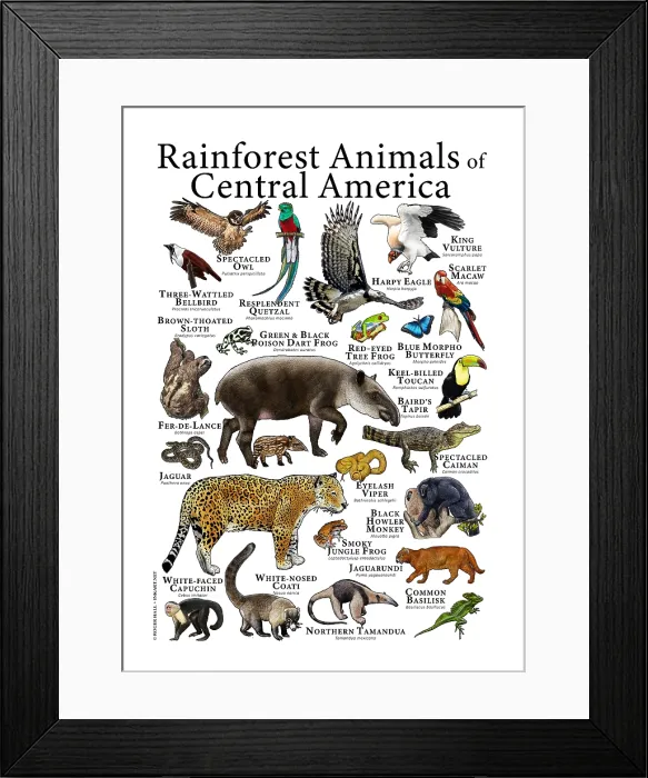 Framed Print : Rainforest Animals of Central America Framed Print : Rainforest Animals of Central America