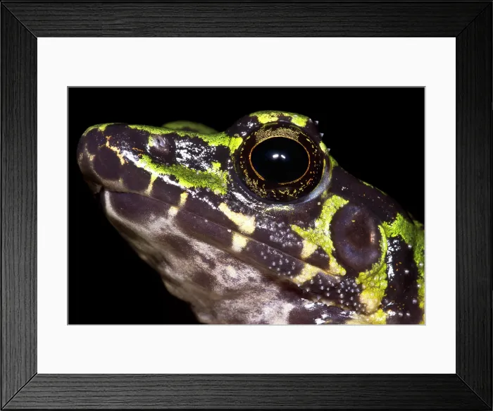Framed Print : Wuchuan Odorous Frog (Odorrana wuchuanensis)