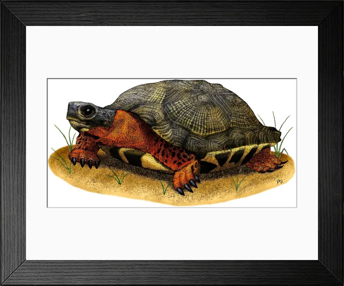Framed Print : Wood Turtle Framed Print : Wood Turtle