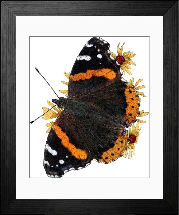 Framed Print : Red Admiral Butterfly