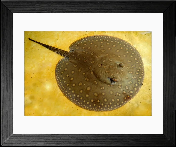 Framed Print : Freshwater Stingray Framed Print : Freshwater Stingray