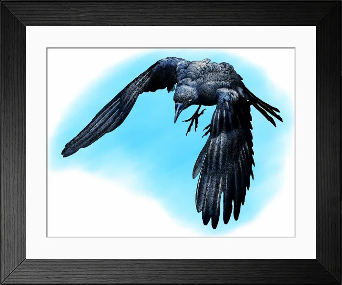 Framed Print : American crow Framed Print : American crow
