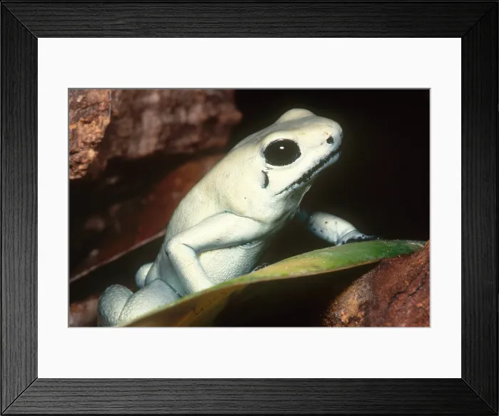 Framed Print : Terrible Poison Frog Framed Print : Terrible Poison Frog