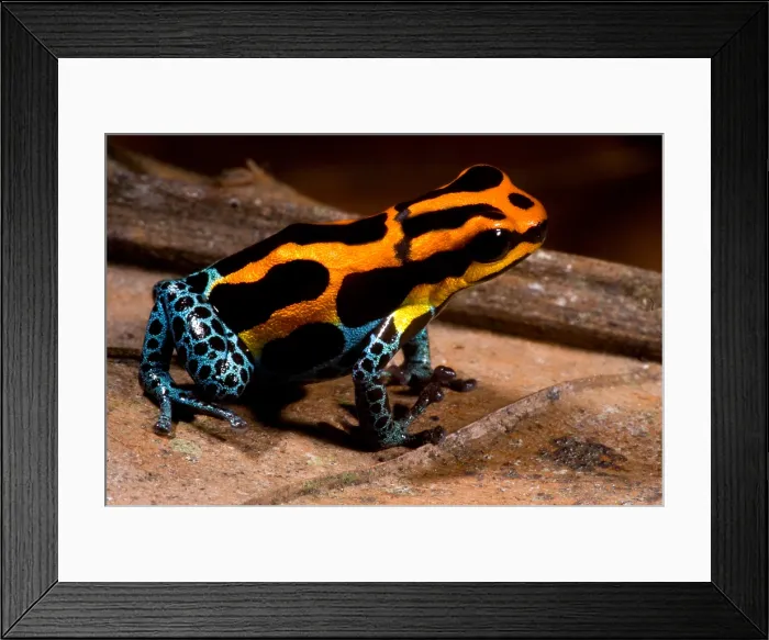 Framed Print : Amazonian Poison Frog Framed Print : Amazonian Poison Frog