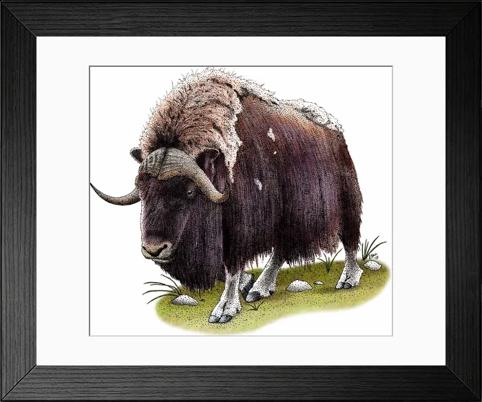 Framed Print : Musk Ox. Illustration of a Musk Ox (Ovibos moschatus) Framed Print : Musk Ox. Illustration of a Musk Ox (Ovibos moschatus)