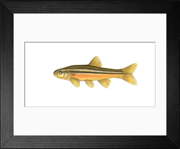 Framed Print : Northern Redbelly Dace Framed Print : Northern Redbelly Dace