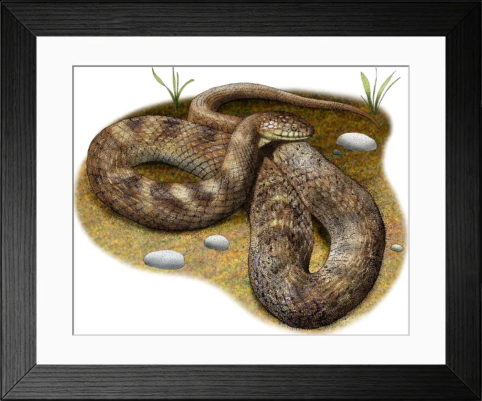 Framed Print : Lake Erie Water Snake Framed Print : Lake Erie Water Snake