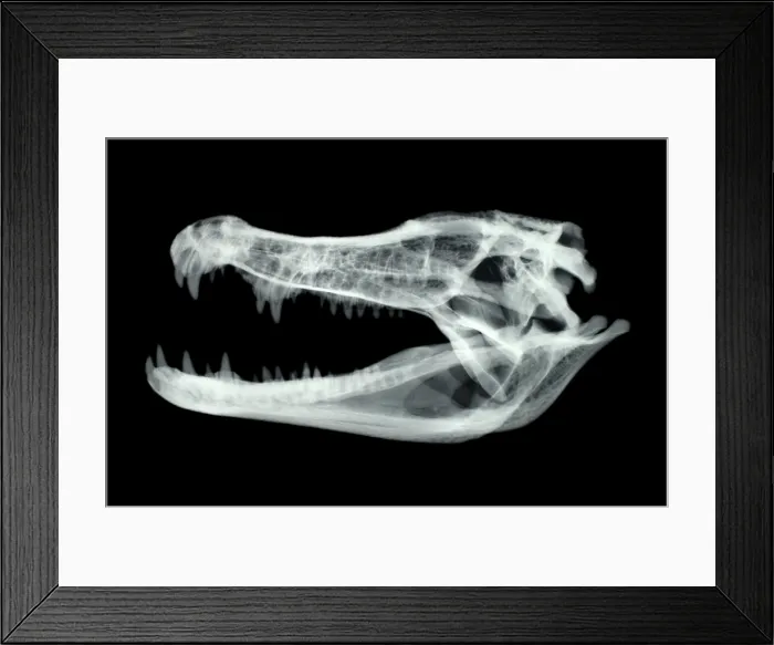 Framed Print : Caiman Skull X-ray Framed Print : Caiman Skull X-ray