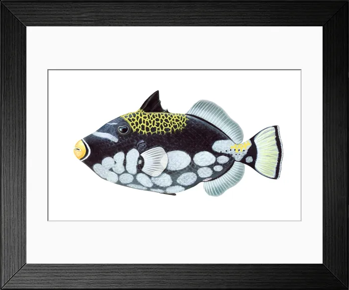 Framed Print : Clown Triggerfish (Balistoides conspicillum) Framed Print : Clown Triggerfish (Balistoides conspicillum)