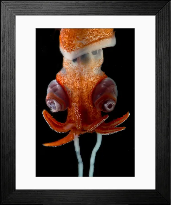 Framed Print : Deepsea Squid (Bathyteuthis sp.) Framed Print : Deepsea Squid (Bathyteuthis sp.)