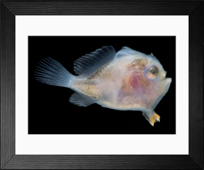 Framed Print : Frogfish, Antennarius sp. larva Framed Print : Frogfish, Antennarius sp. larva