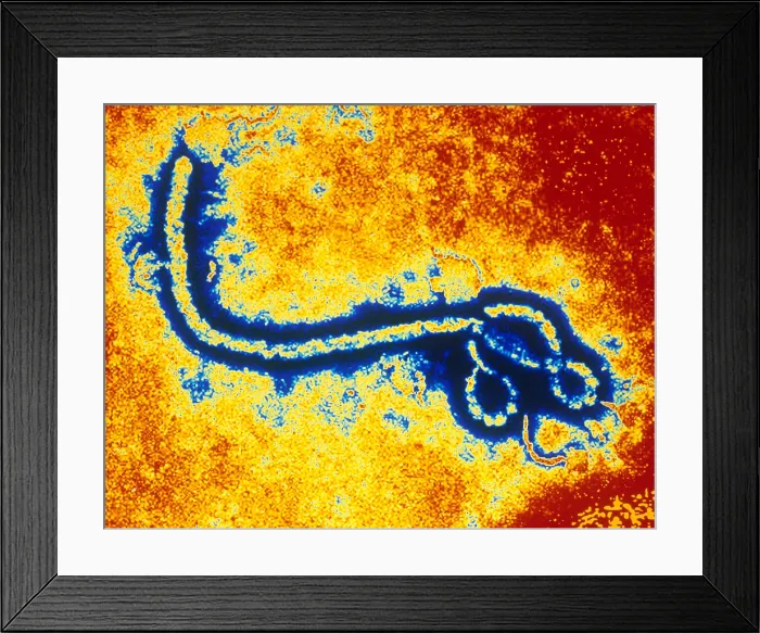 Framed Print : Ebola Zaire Virus (TEM) Framed Print : Ebola Zaire Virus (TEM)