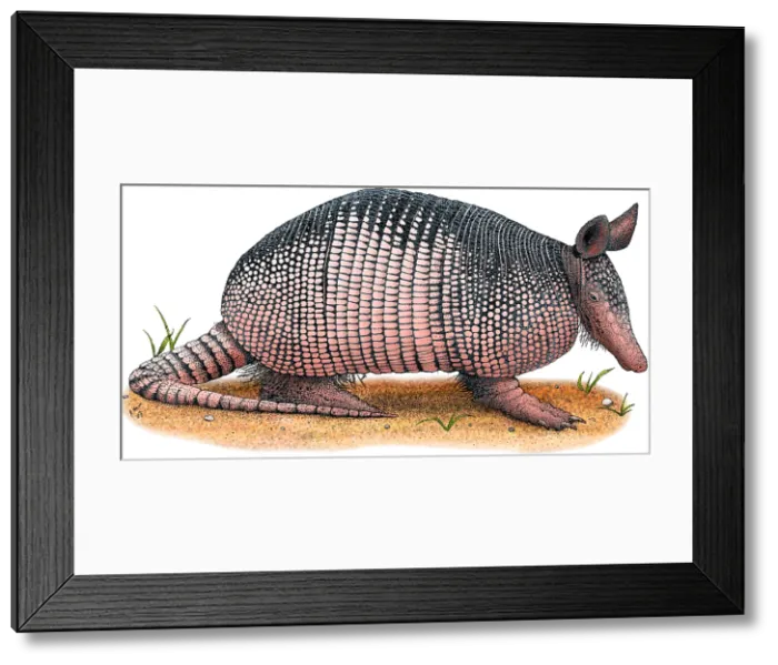 Framed Print : Nine-Banded Armadillo