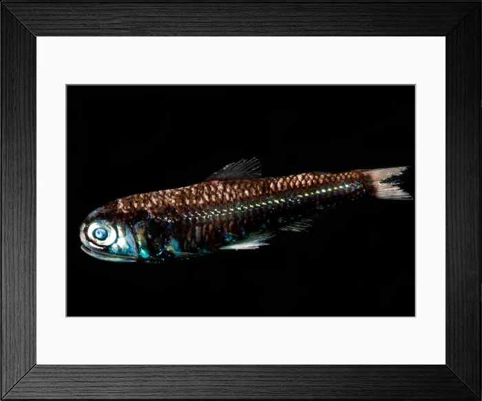 Framed Print : Lanternfish (Diaphus rafinesquii) Framed Print : Lanternfish (Diaphus rafinesquii)