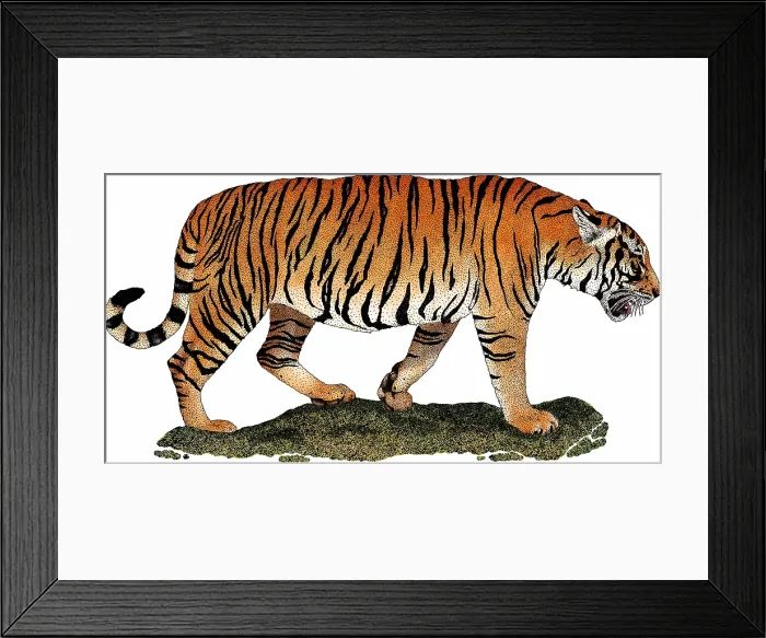 Framed Print : South China Tiger Framed Print : South China Tiger