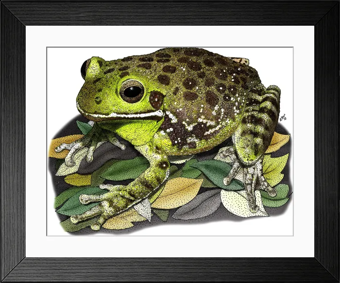 Framed Print : Barking Tree Frog Framed Print : Barking Tree Frog