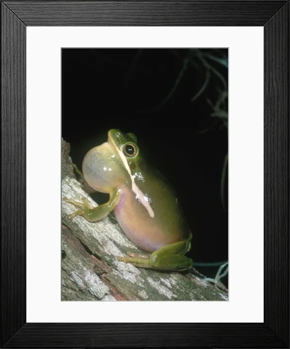 Framed Print : Green Treefrog Vocalizing
