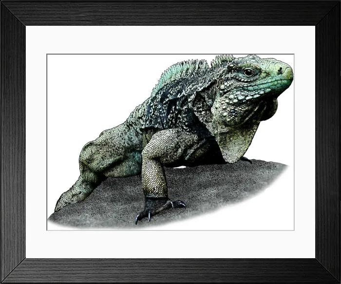Framed Print : Cuban Iguana