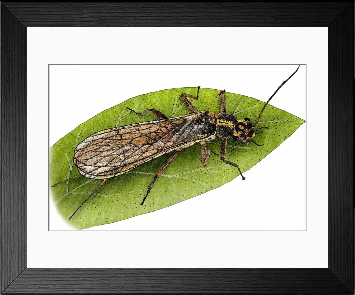 Framed Print : Yellow Sally Stonefly Framed Print : Yellow Sally Stonefly