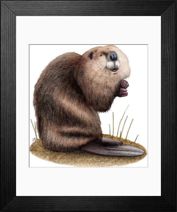 Framed Print : American Beaver