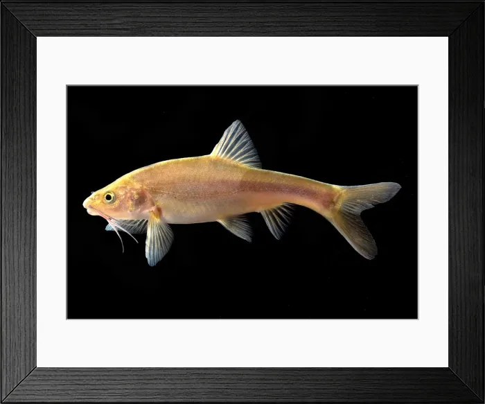 Framed Print : Gii Golden Line Barbel Framed Print : Gii Golden Line Barbel