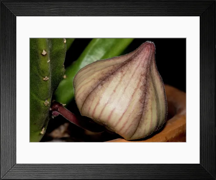 Framed Print : Carrion flower (Stapelia hirsuta) Framed Print : Carrion flower (Stapelia hirsuta)