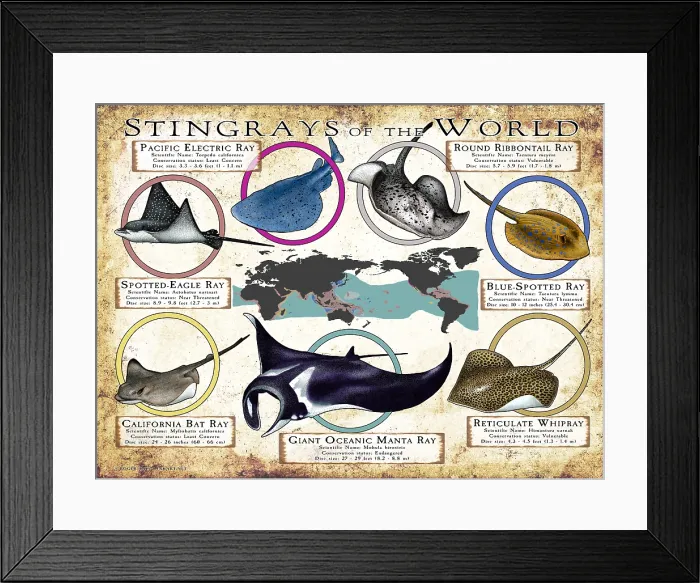 Framed Print : Stingray Species of the World