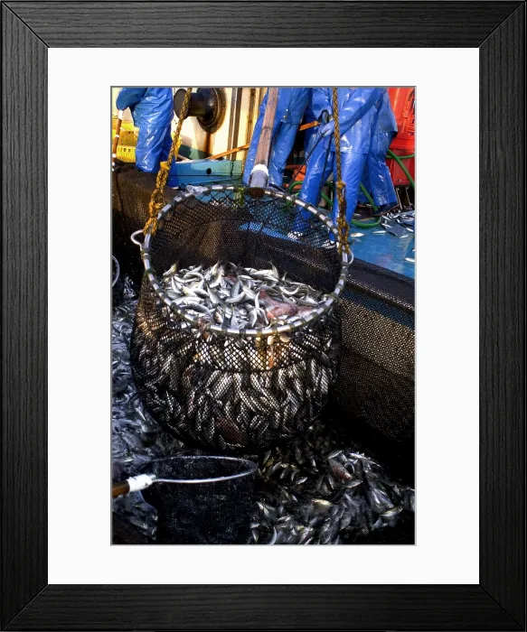 Framed Print : Firefly Squid processing
