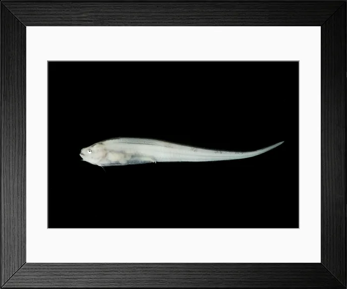 Framed Print : Pudgy Cusk Eel (Spectrunculus grandis) Framed Print : Pudgy Cusk Eel (Spectrunculus grandis)