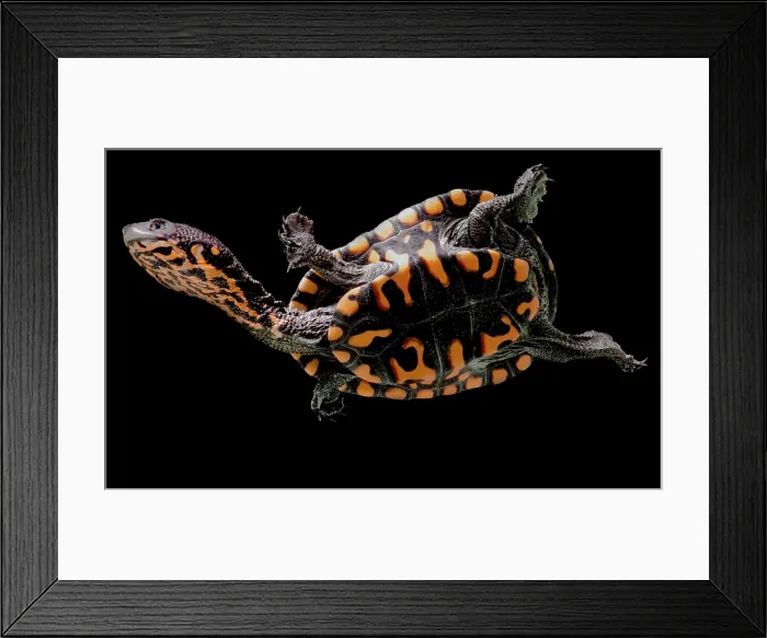 Framed Print : Hatchling Timor Island Snake Neck Turtle (Chelodina timorensis) Framed Print : Hatchling Timor Island Snake Neck Turtle (Chelodina timorensis)
