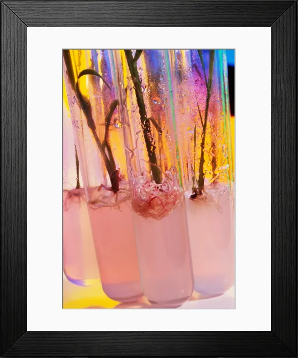 Framed Print : Experimental work in agrigenetics Framed Print : Experimental work in agrigenetics