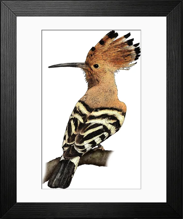 Framed Print : African hoopoe Framed Print : African hoopoe