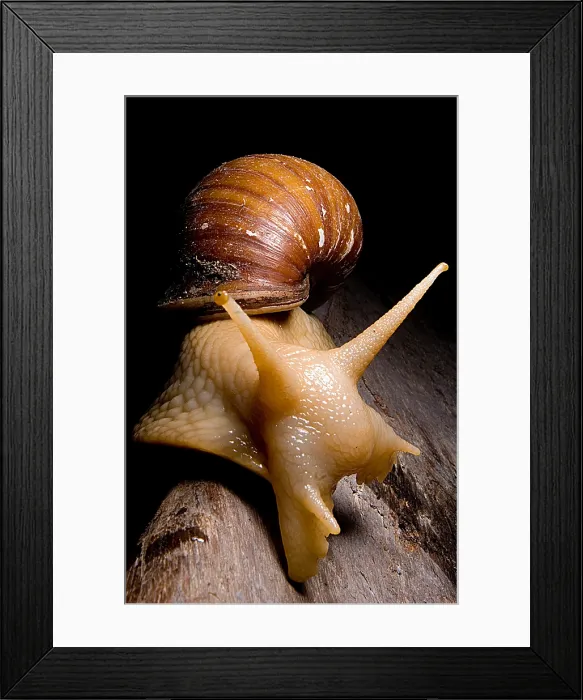 Framed Print : Popelair's Megasnail