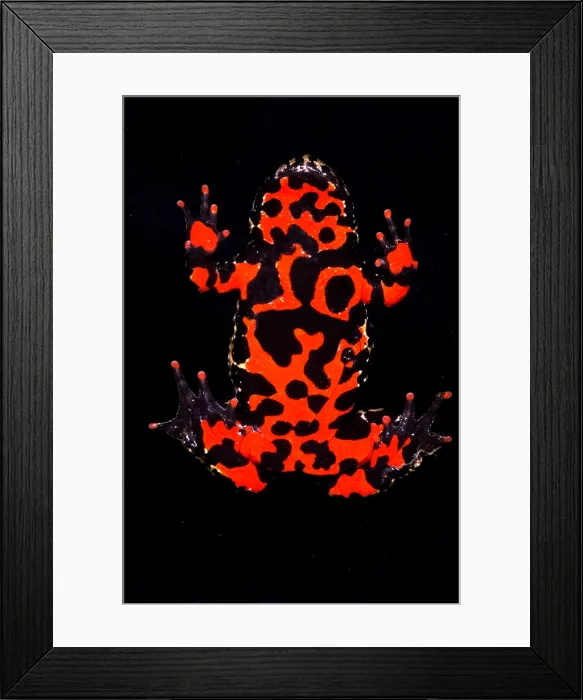 Framed Print : Fire Belly Toad Framed Print : Fire Belly Toad