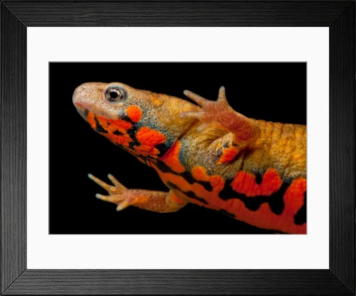 Framed Print : Chuxiong Fire Belly Newt Framed Print : Chuxiong Fire Belly Newt
