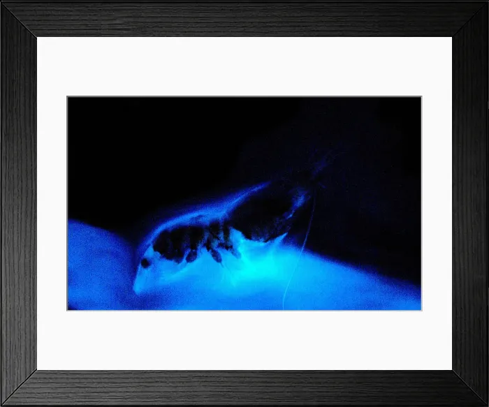Framed Print : Bioluminescent Cloud released by Shrimp Framed Print : Bioluminescent Cloud released by Shrimp