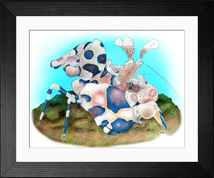 Framed Print : Harlequin Shrimp Framed Print : Harlequin Shrimp