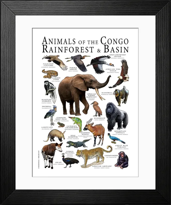 Framed Print : Animals of the Congo Rainforest and Basin