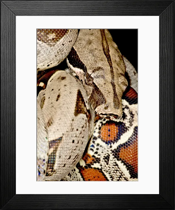 Framed Print : Boa Constrictor Framed Print : Boa Constrictor