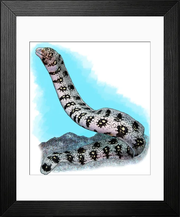 Framed Print : Snowflake Moray Eel Framed Print : Snowflake Moray Eel
