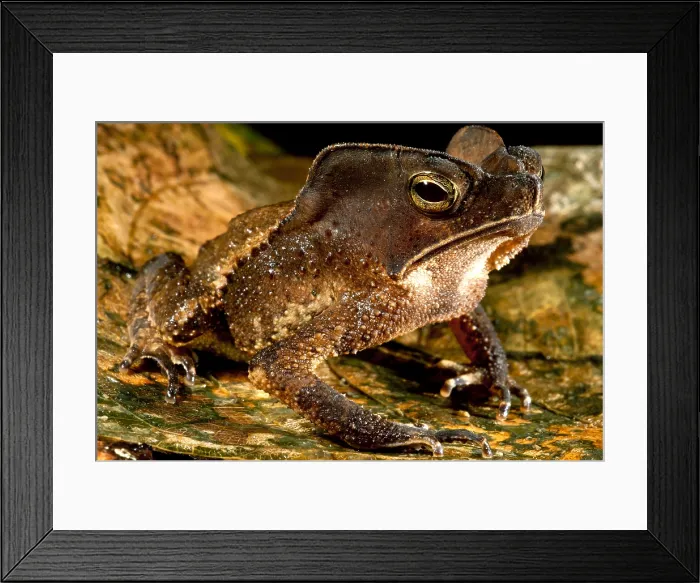 Framed Print : Mitred Toad or Amazonian Leaf Toad