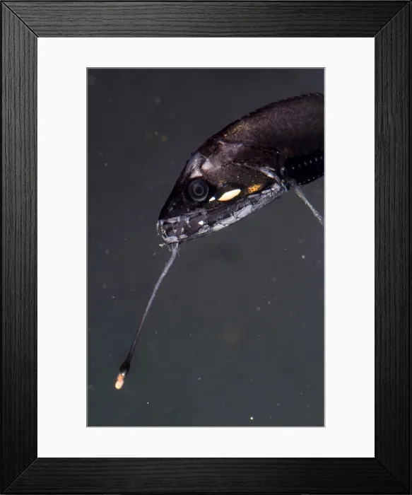 Framed Print : Barbeled Dragonfish Framed Print : Barbeled Dragonfish