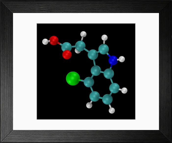 Framed Print : Model of 4-chloroindole-3-acetic acid (4-Cl-IAA) Framed Print : Model of 4-chloroindole-3-acetic acid (4-Cl-IAA)