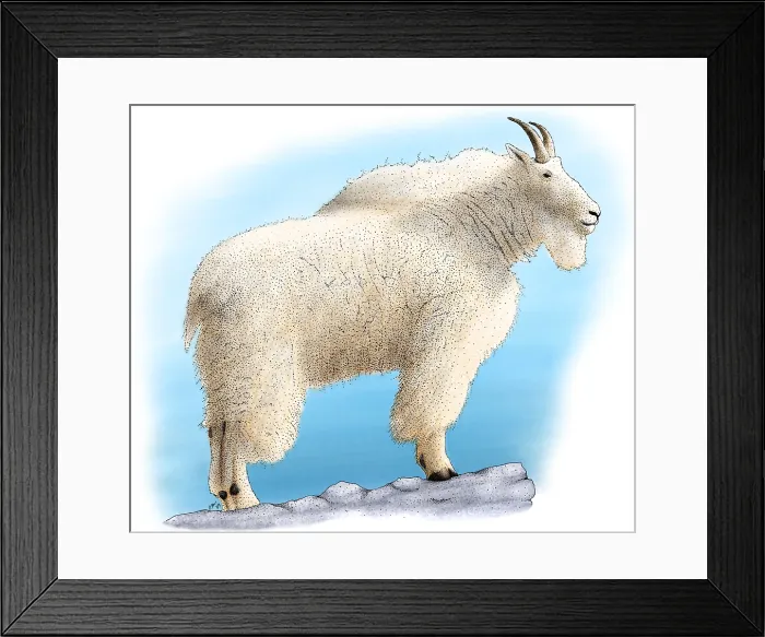 Framed Print : Mountain Goat Framed Print : Mountain Goat