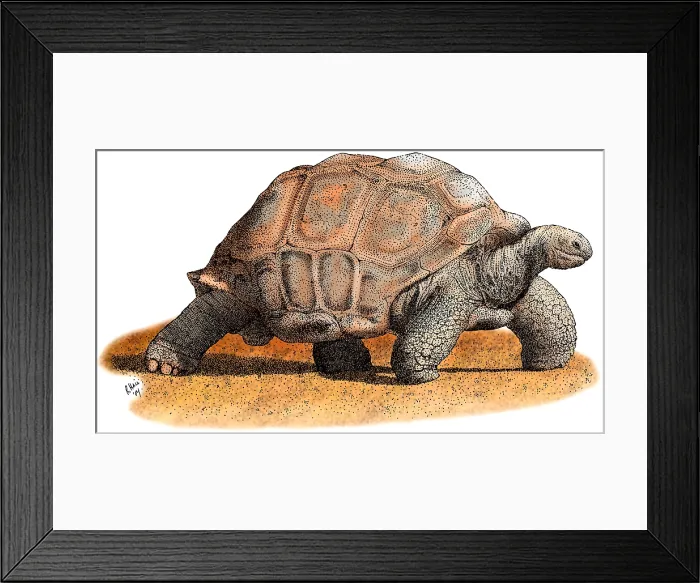 Framed Print : Aldabra Tortoise