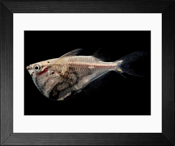 Framed Print : Marble Hatchetfish Framed Print : Marble Hatchetfish