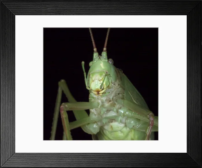 Framed Print : True Katydid, Pterophylla camellifolia Framed Print : True Katydid, Pterophylla camellifolia