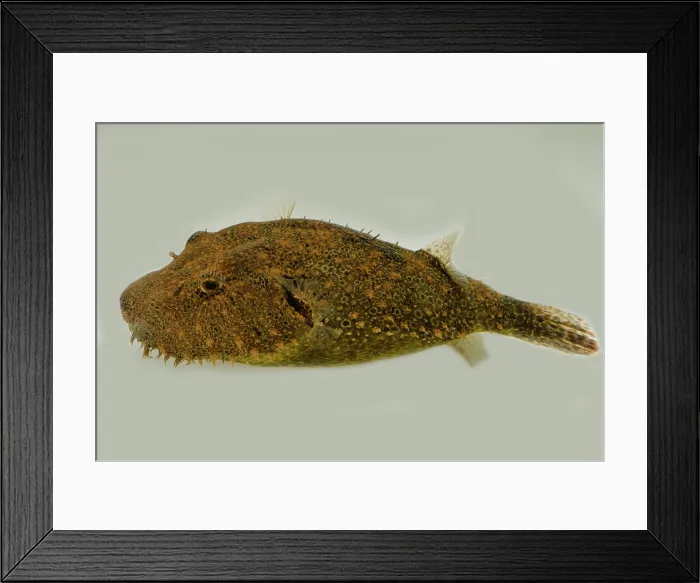 Framed Print : Hairy Pufferfish (Tetraodon baileyi) Framed Print : Hairy Pufferfish (Tetraodon baileyi)